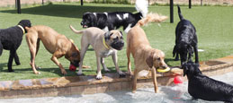 Pampered Pets Inn | Pet Boarding and Dog Daycare in ...
