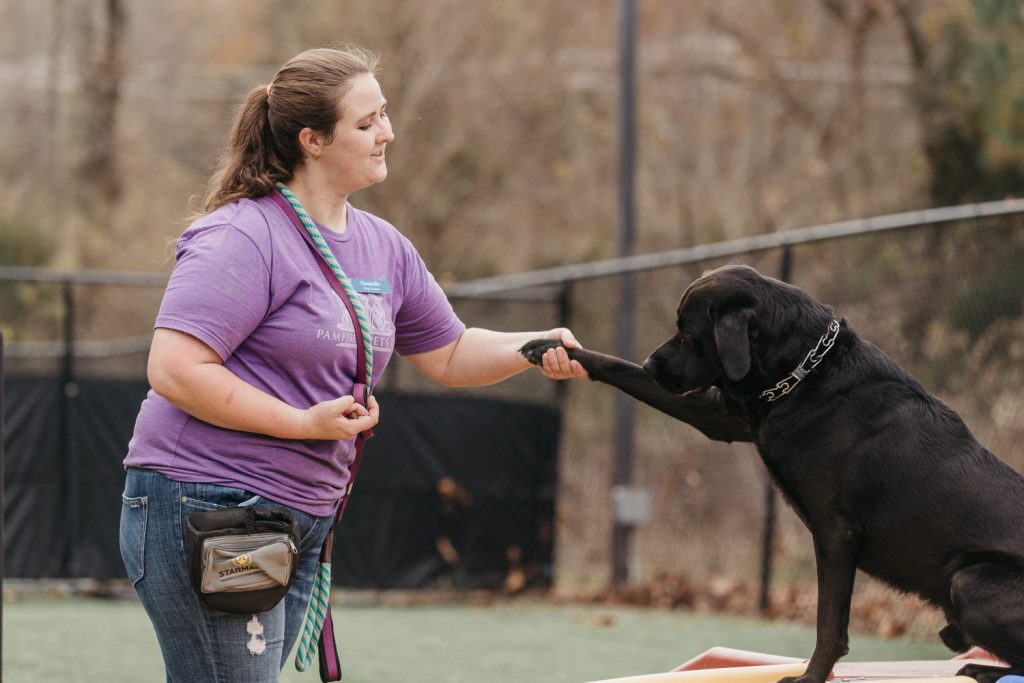 trainer working with a dog