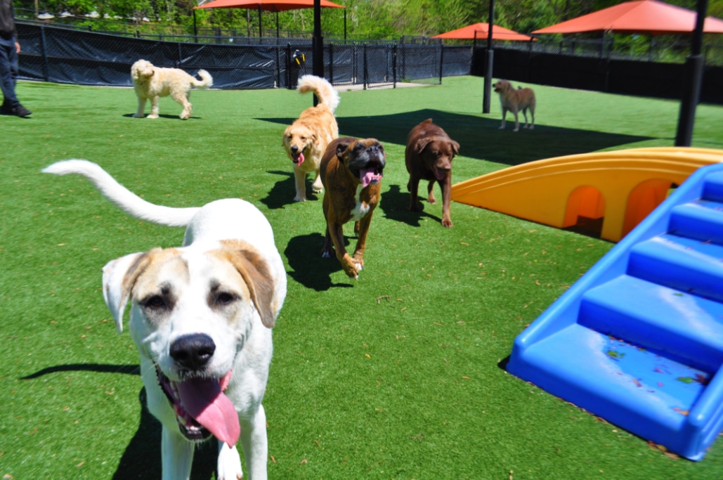 Fun and Safe Dog Daycare in Mooresville NC | Pampered Pets Inn