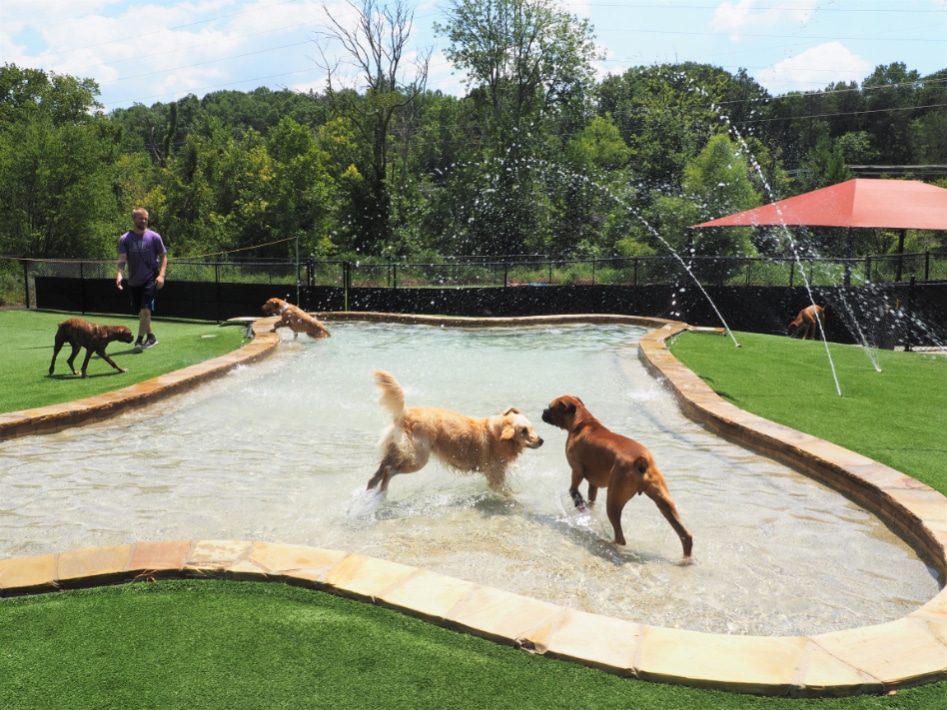 Puppy Kindergarten Mooresville Nc