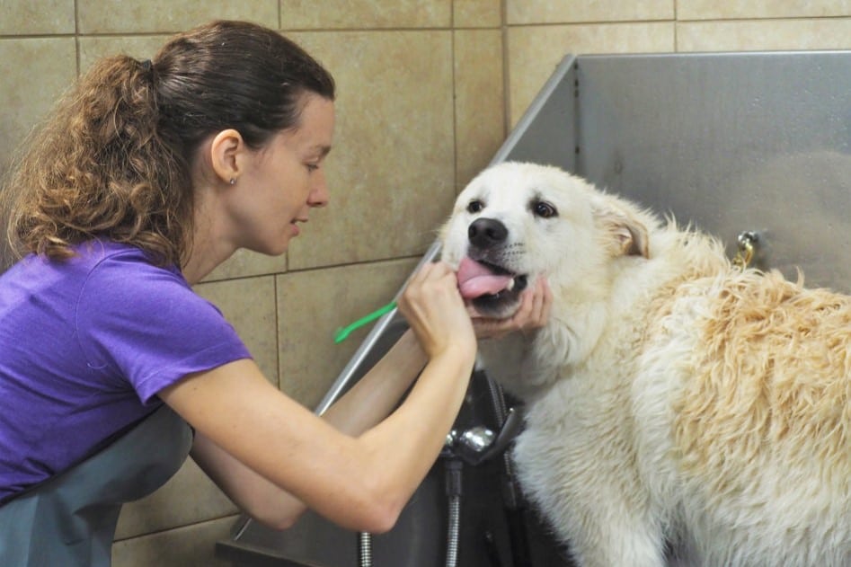 dog teeth brushing