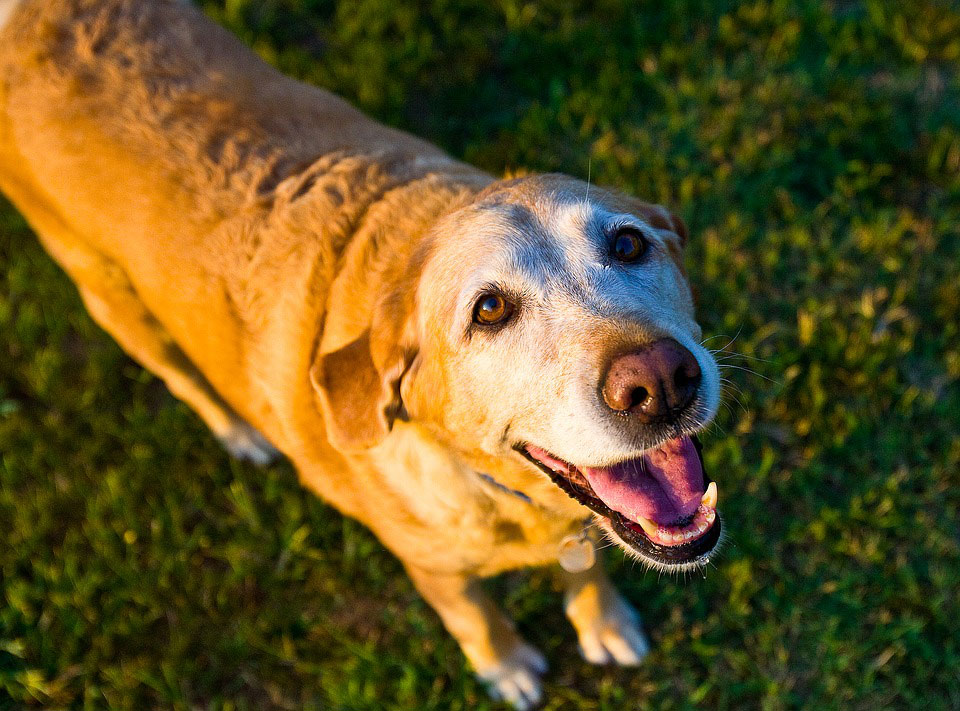 caring-for-senior-dogs-pampered-pets-inn