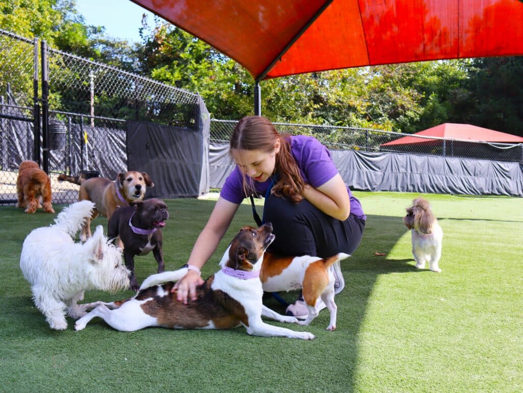 Handler playing with dogs in the paly yards