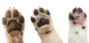 Dog and Cat foot pads