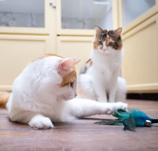 two cats playing with a toy