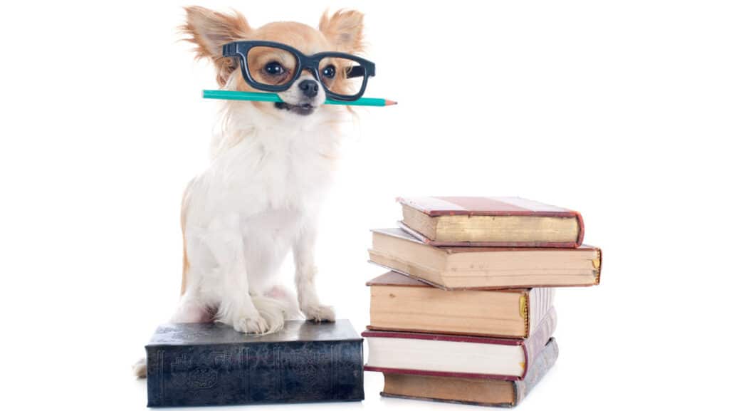 Dog with school books