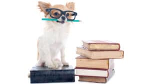 Dog with school books