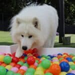 Dog playing in a ball pit