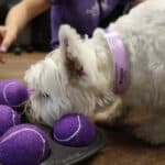 Dog doing an enrichment activity