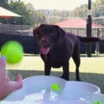 Throwing a tennis ball to a dog