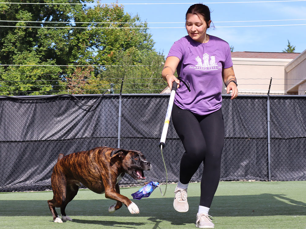 Staff giving a dog extra play time