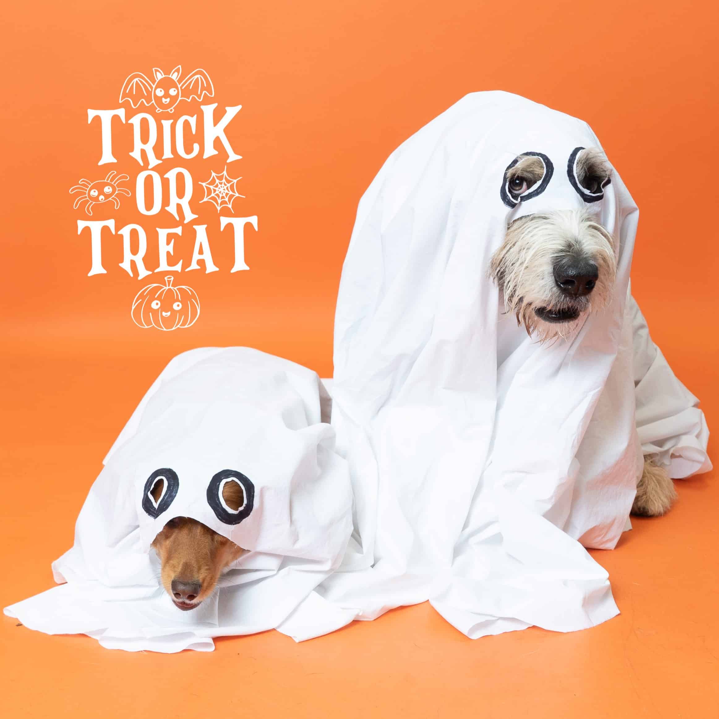 Two dogs posing in a ghost costume