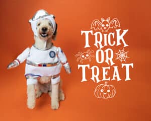 Dog in an astronaut costume