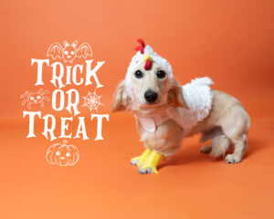 Dog in a chicken costume