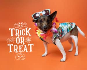 Dog in a Hawaiian vacation costume