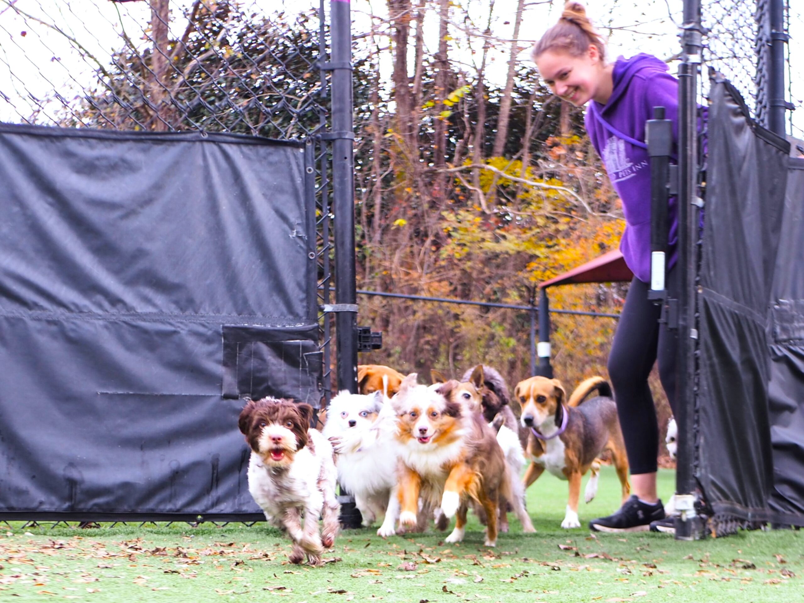 small dogs running through a gate